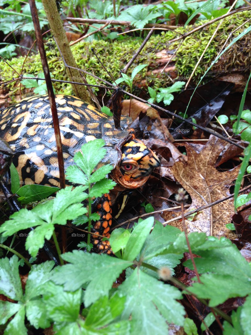 Box turtle in the woods. Box turtle in the woods