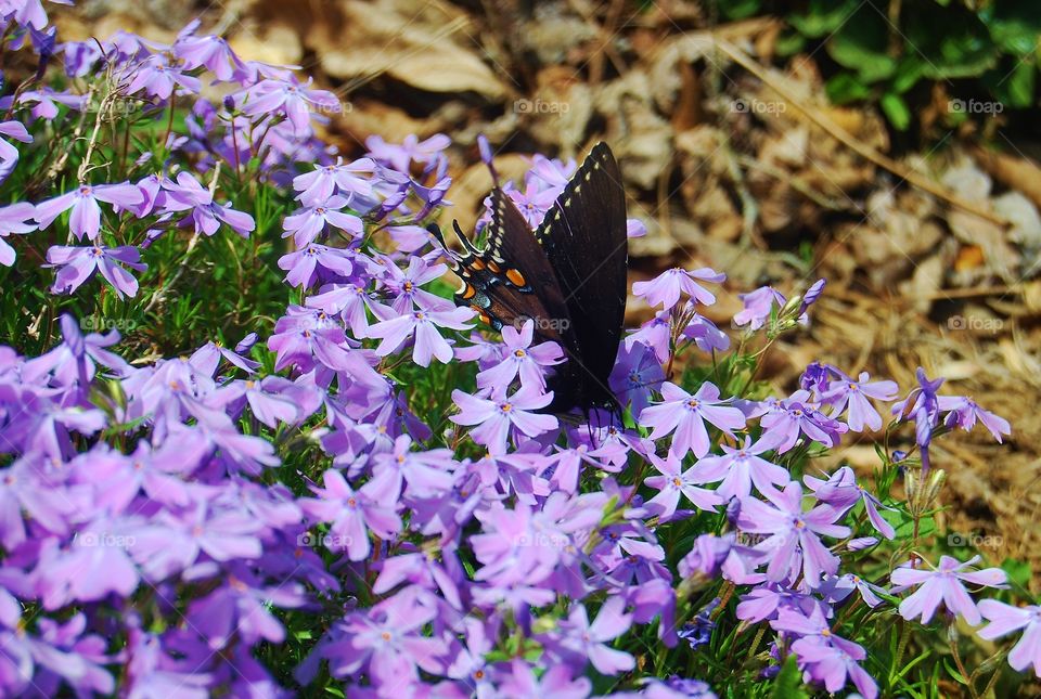 Purple Flower