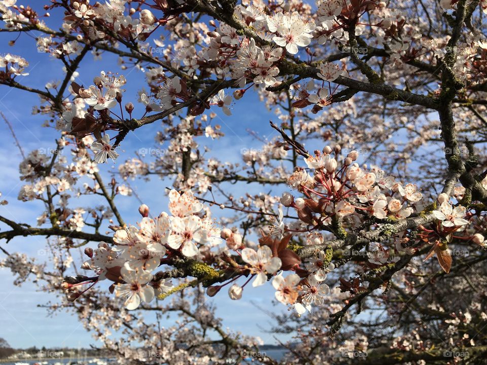 Spring flowers