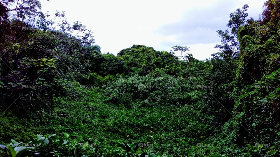 Puerto Rico Jungle