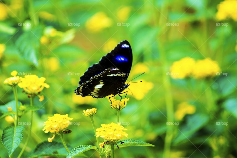 butterfly on a summer day