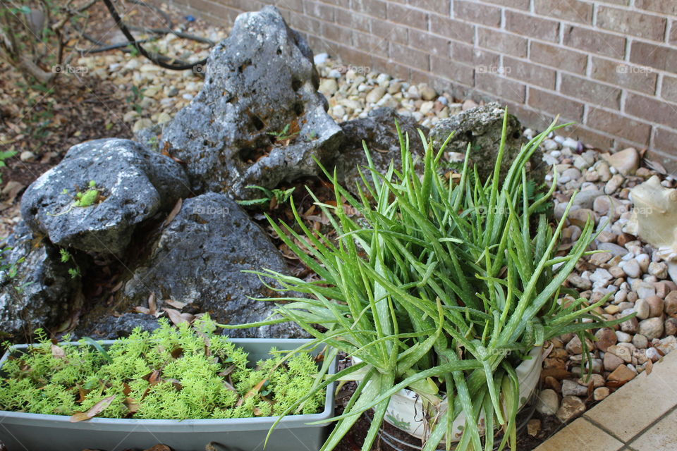 Potted plants