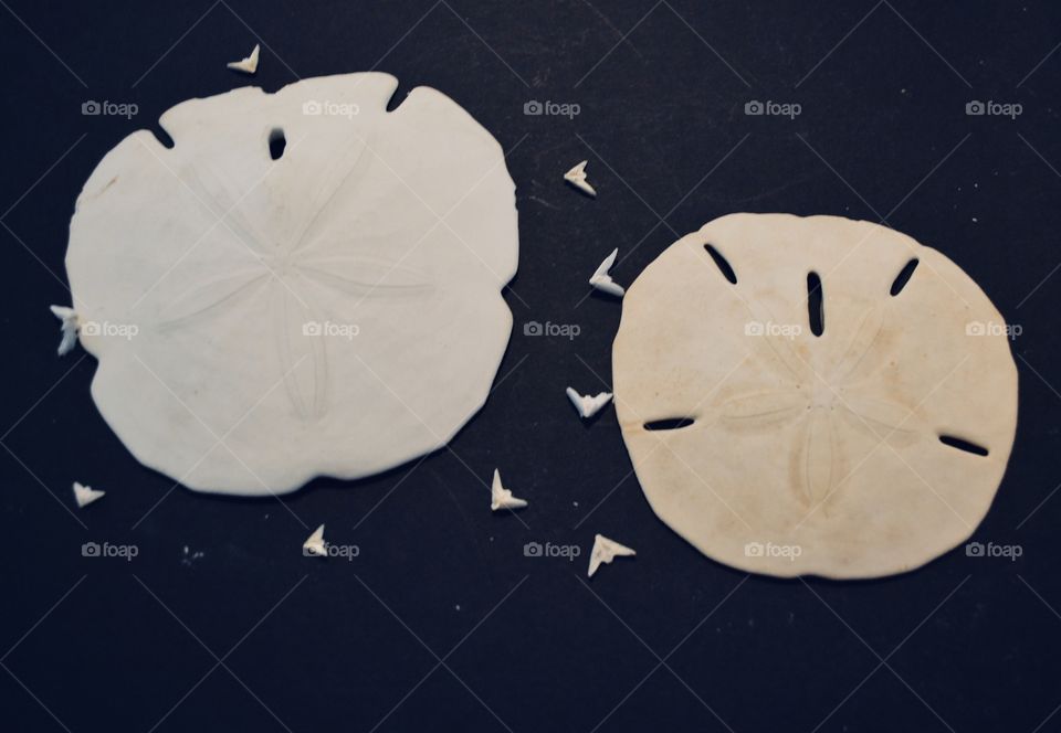 Big sand dollars I’ve collected through the years with the middle dove pieces