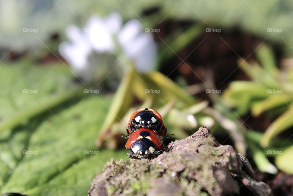 ladybugs