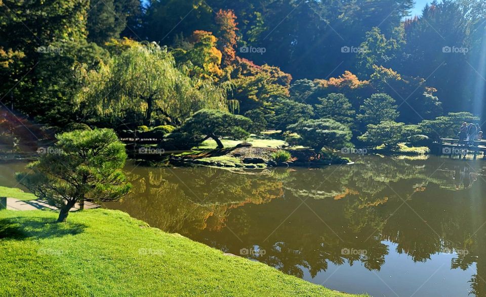 a beautiful Japanese zen pond