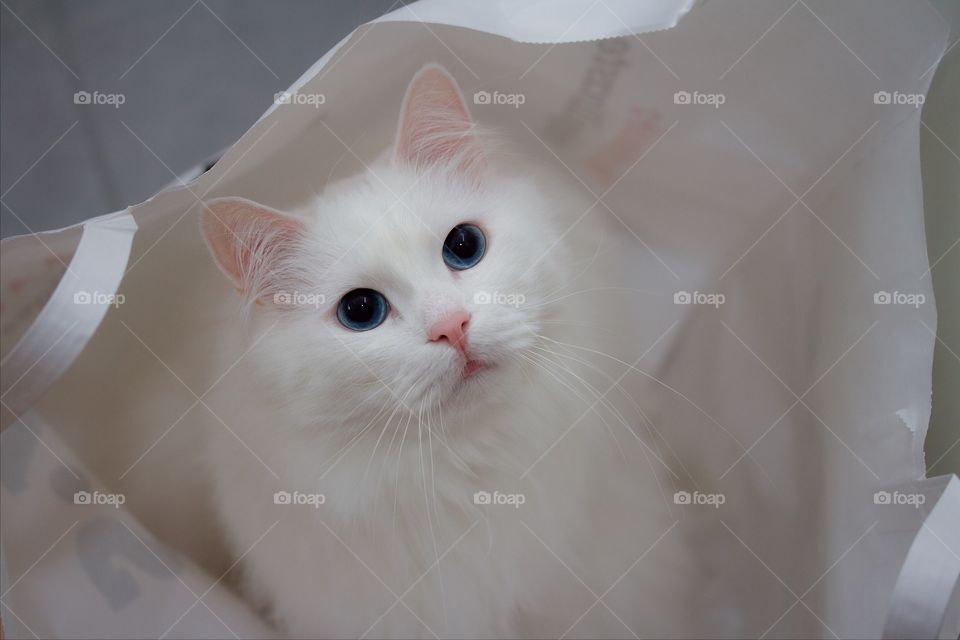 Portrait of white norwegian forest cat