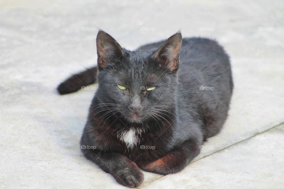 I'm a red cat lying on the sidewalk