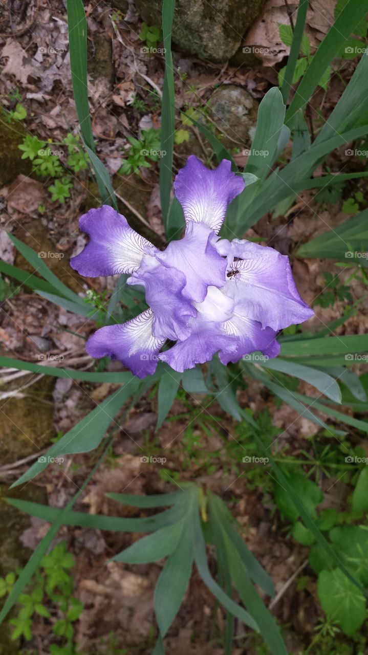 Purple Flag Iris flower with insect