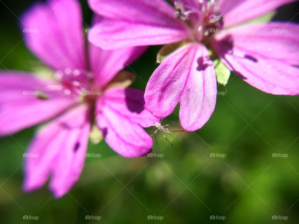 small insect between two flowers