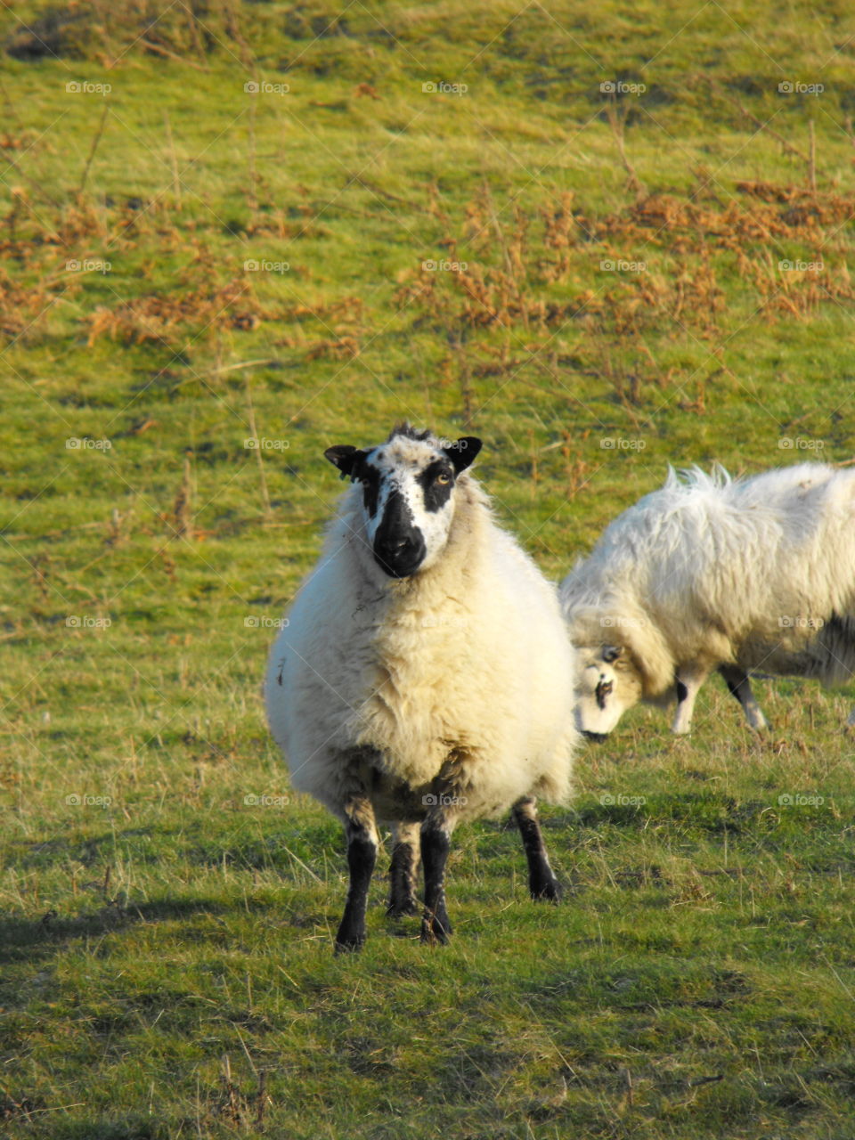 A fluffy white sheep on a
 field