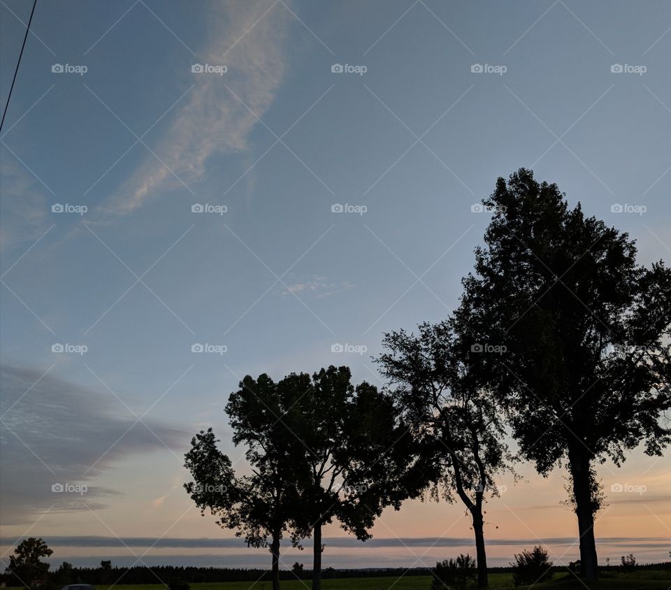 trees and morning sky