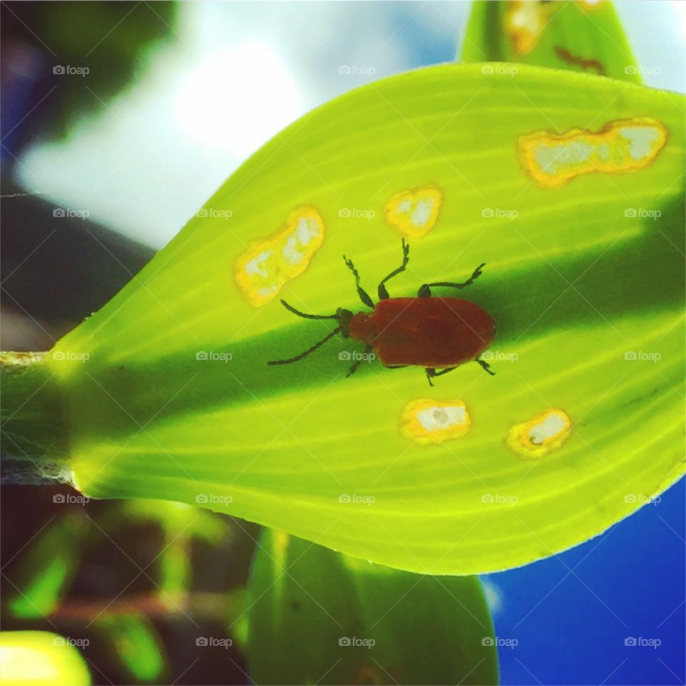Insect, Ladybug, No Person, Nature, Flora