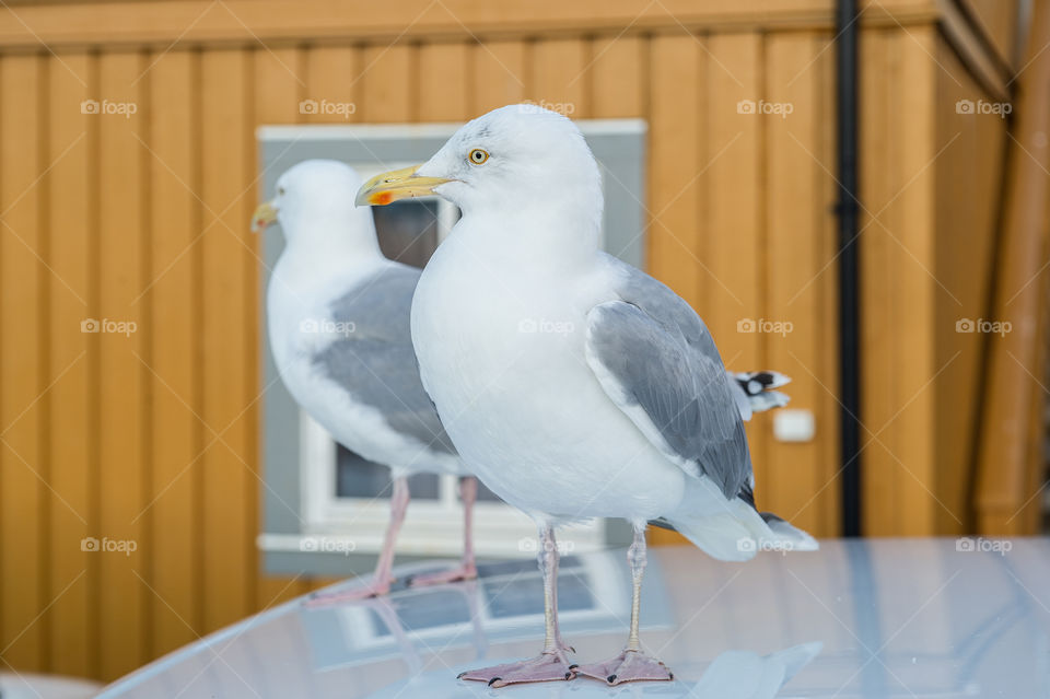 two gulls