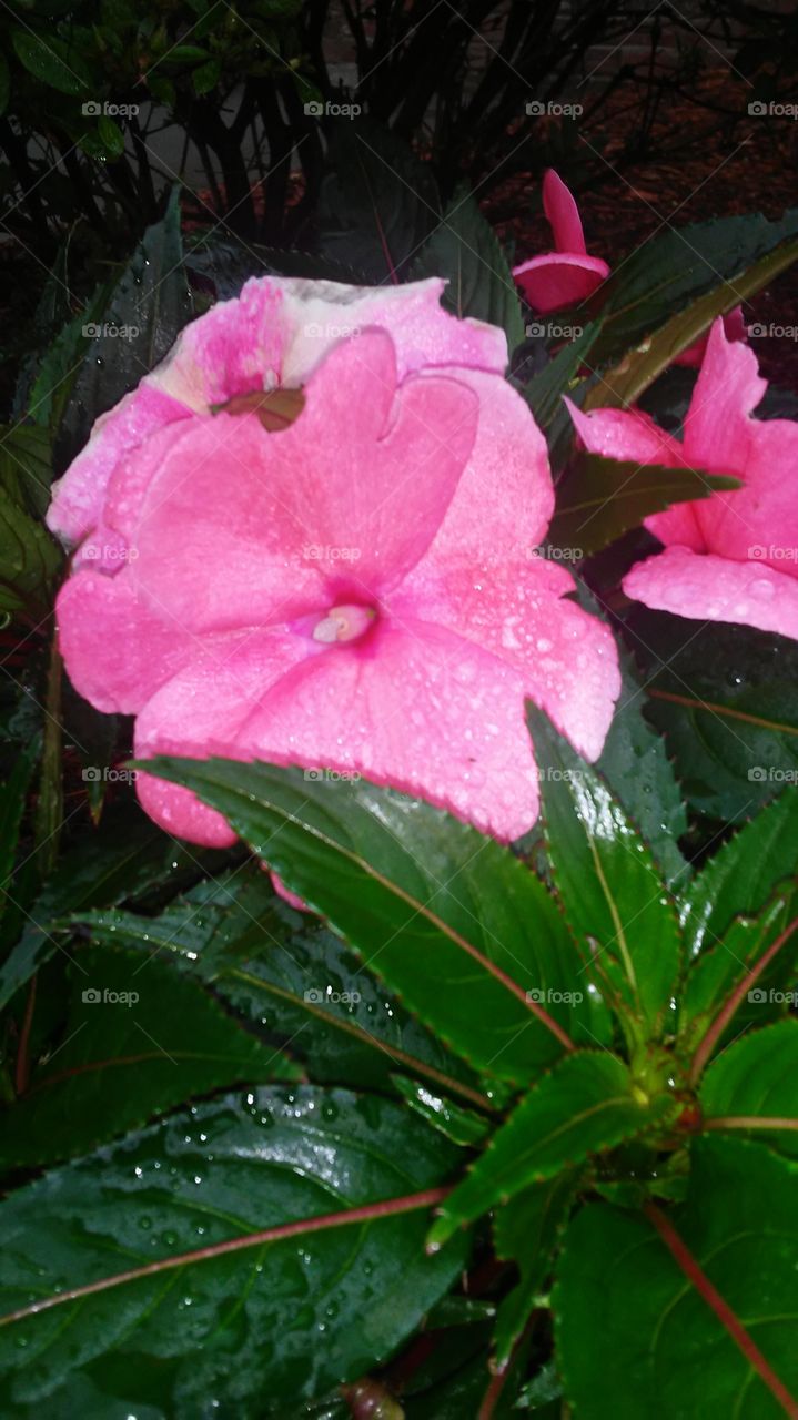 No Person, Flower, Nature, Leaf, Garden