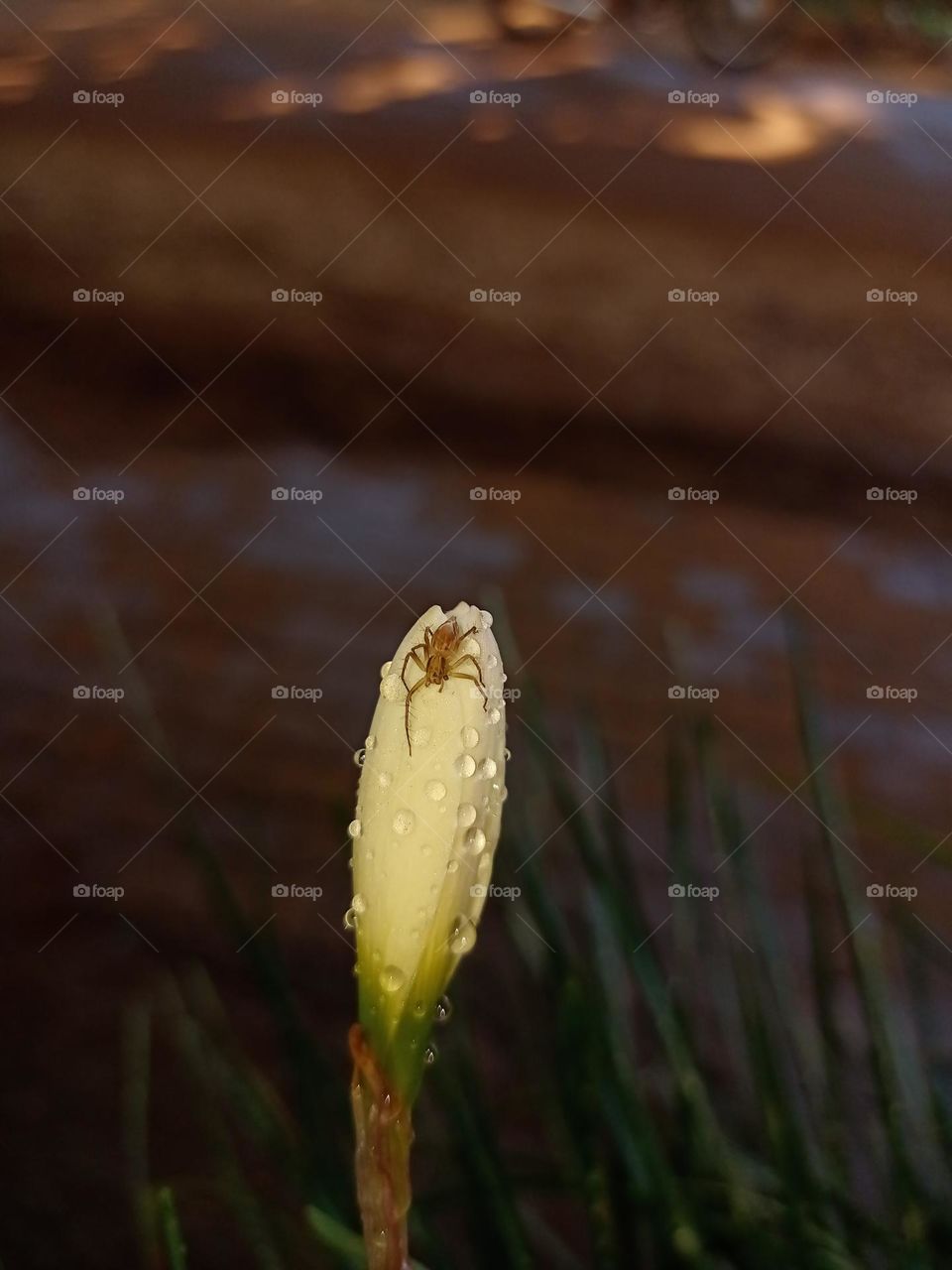 spider on a white colour flower with beautiful water drops and nice background clousup photo