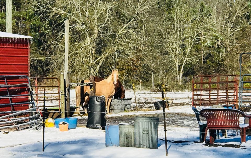 Wrangler checking things out in the South Georgia Winter 2018 snow, while Harley grabs a sip of water.