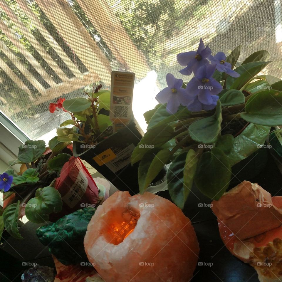the ridiculous blooms of these violets and the begonia that tries to keep up. potted house plants