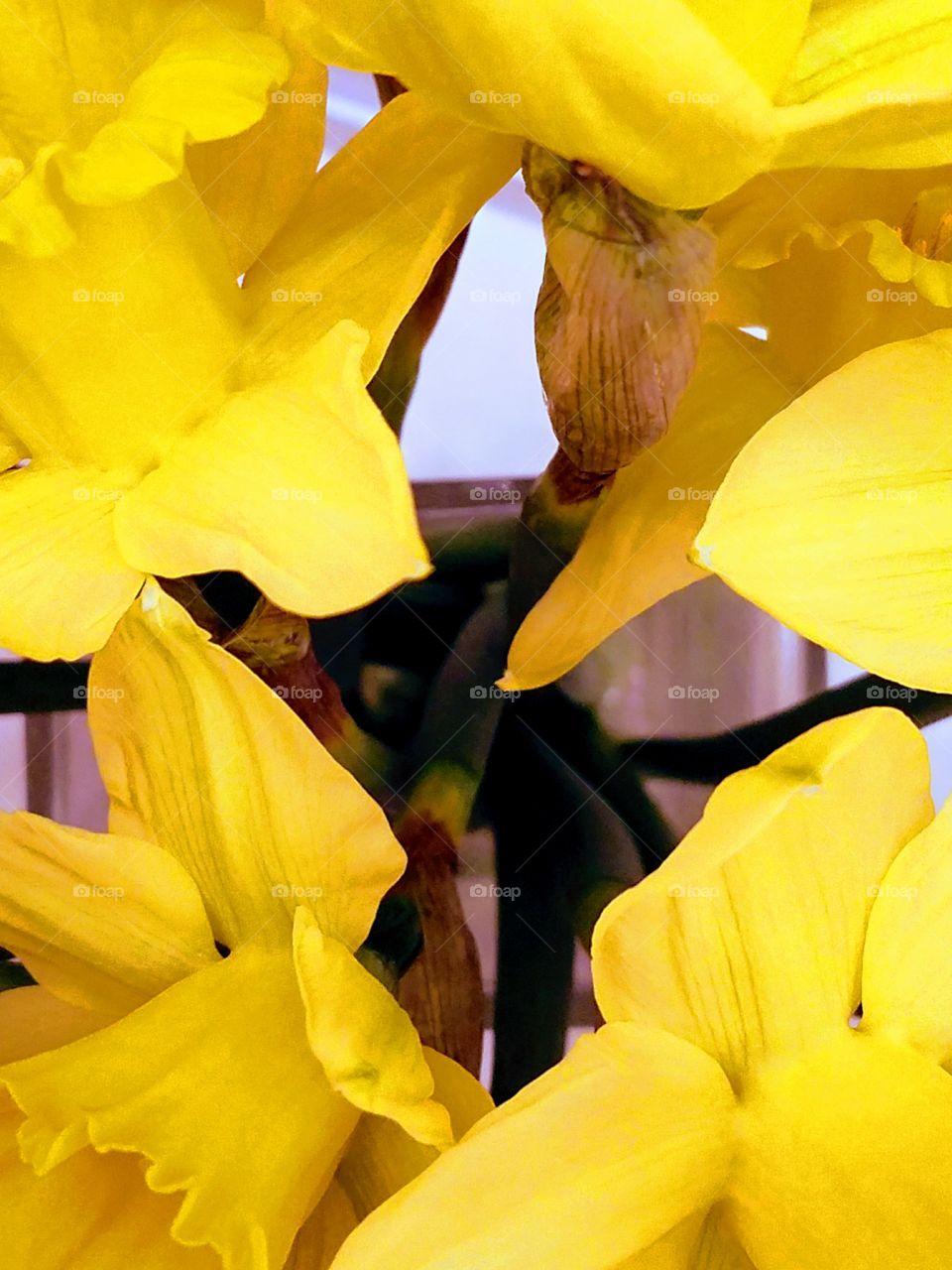 Yellow Flowers Close-up