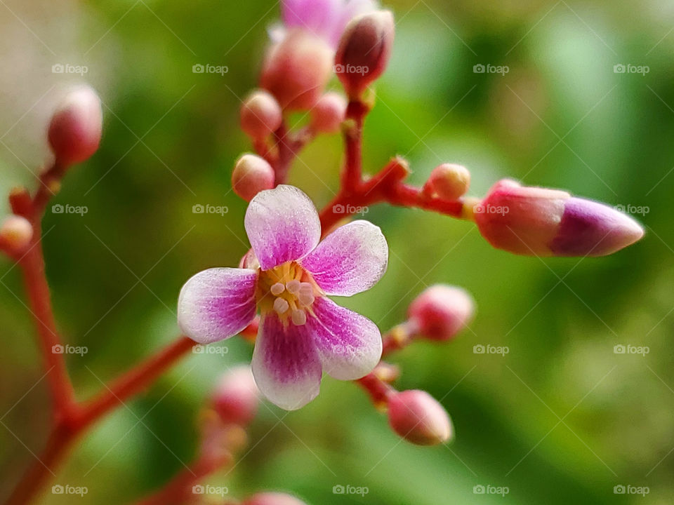 Close up ofthe beautiful small white & magenta pink flower of the tropical carambola fruit tree with a bright red stem surrounded by more flower buds and a contrasting green foliage background. This tree is more commonly known as the star fruit tree.