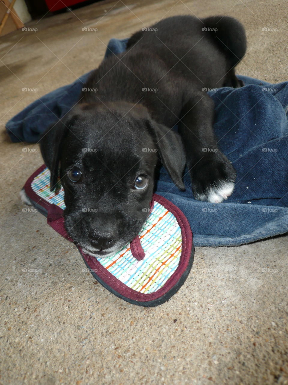 puppy chewing on his favorite 'toy': a flip-flop