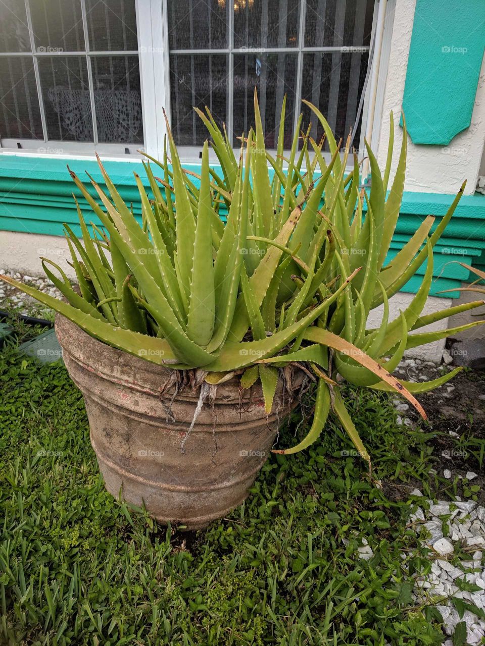 aloe vera