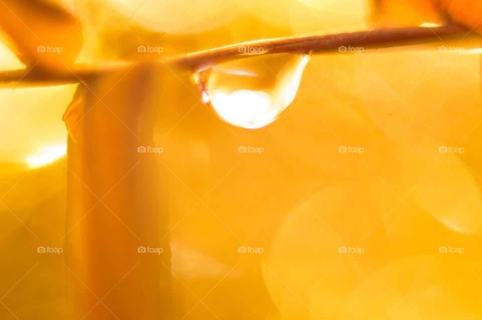 Water droplet captured during golden hour.