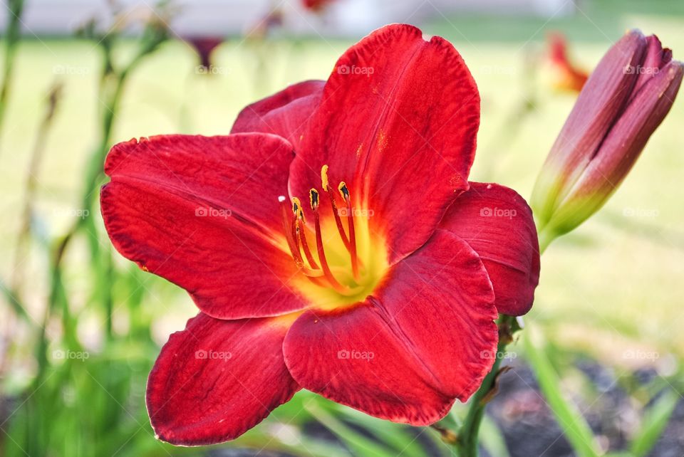 Red Lilies