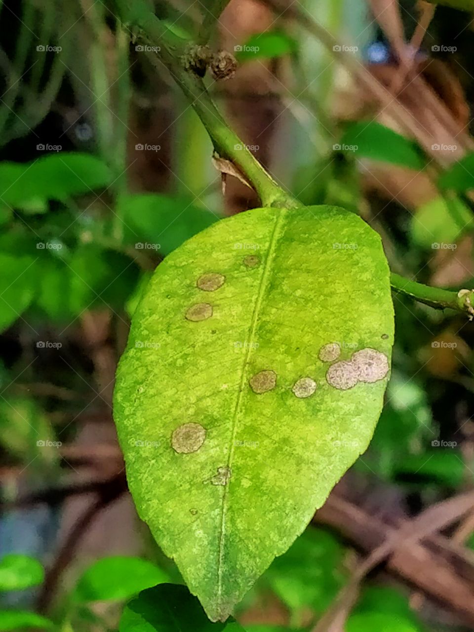 leaf