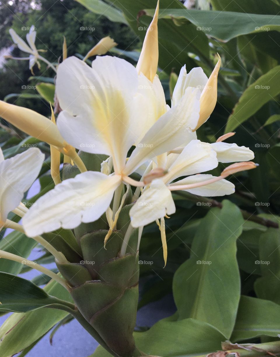 White tropical flower