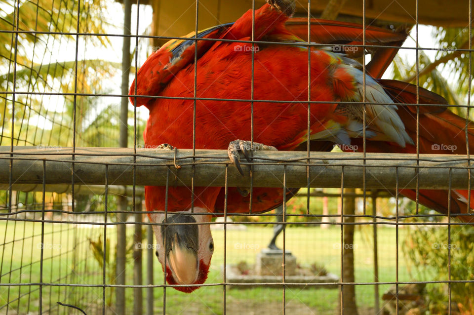 Macaw parrot in cage