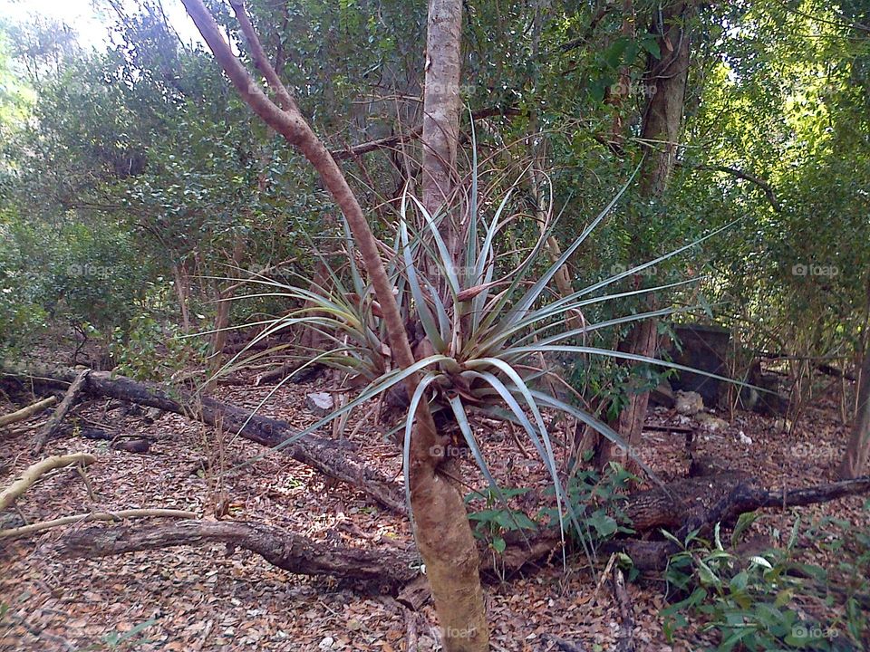 Plant Growing in a Tree - Epiphytic