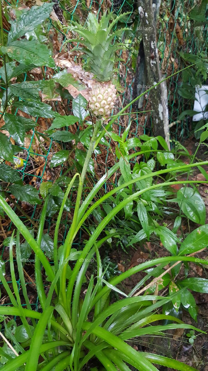 Flower fruit