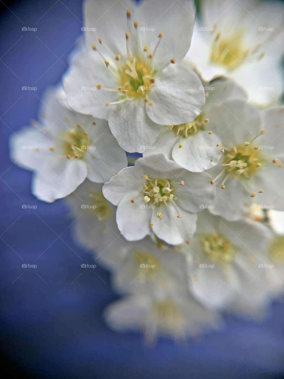 
First Signs of Spring - Spring has sprung - Delicate white spring flowers with yellow center on a blue background - The warmth along with occasional rainfall has stimulated growth of new leaves in many trees, plants and some flowers as well