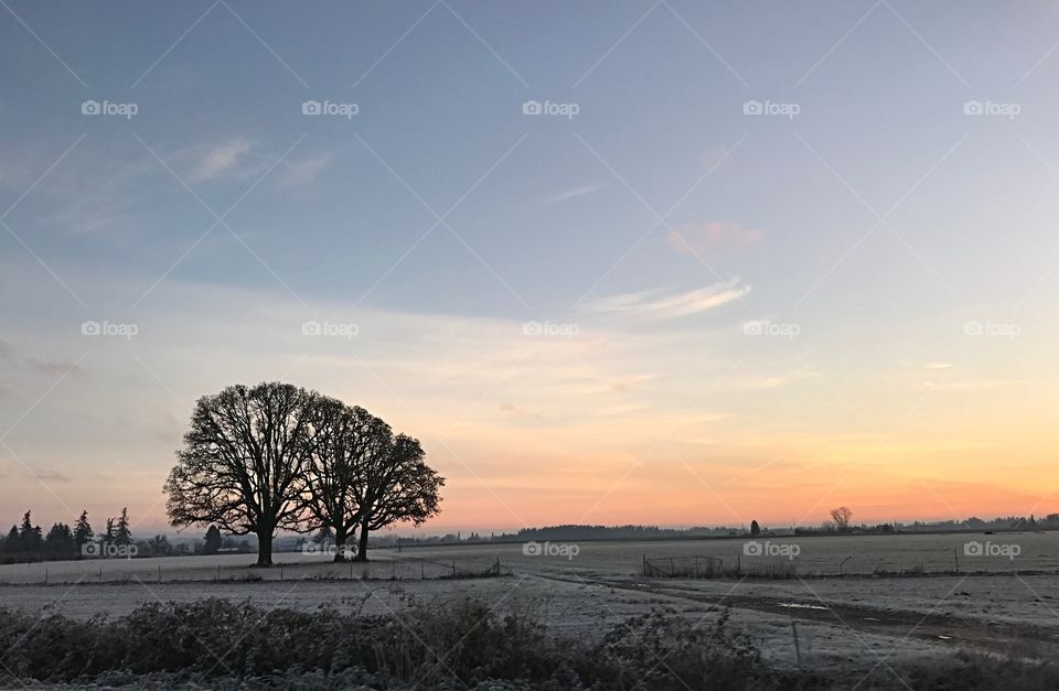 Frosted Sunrise