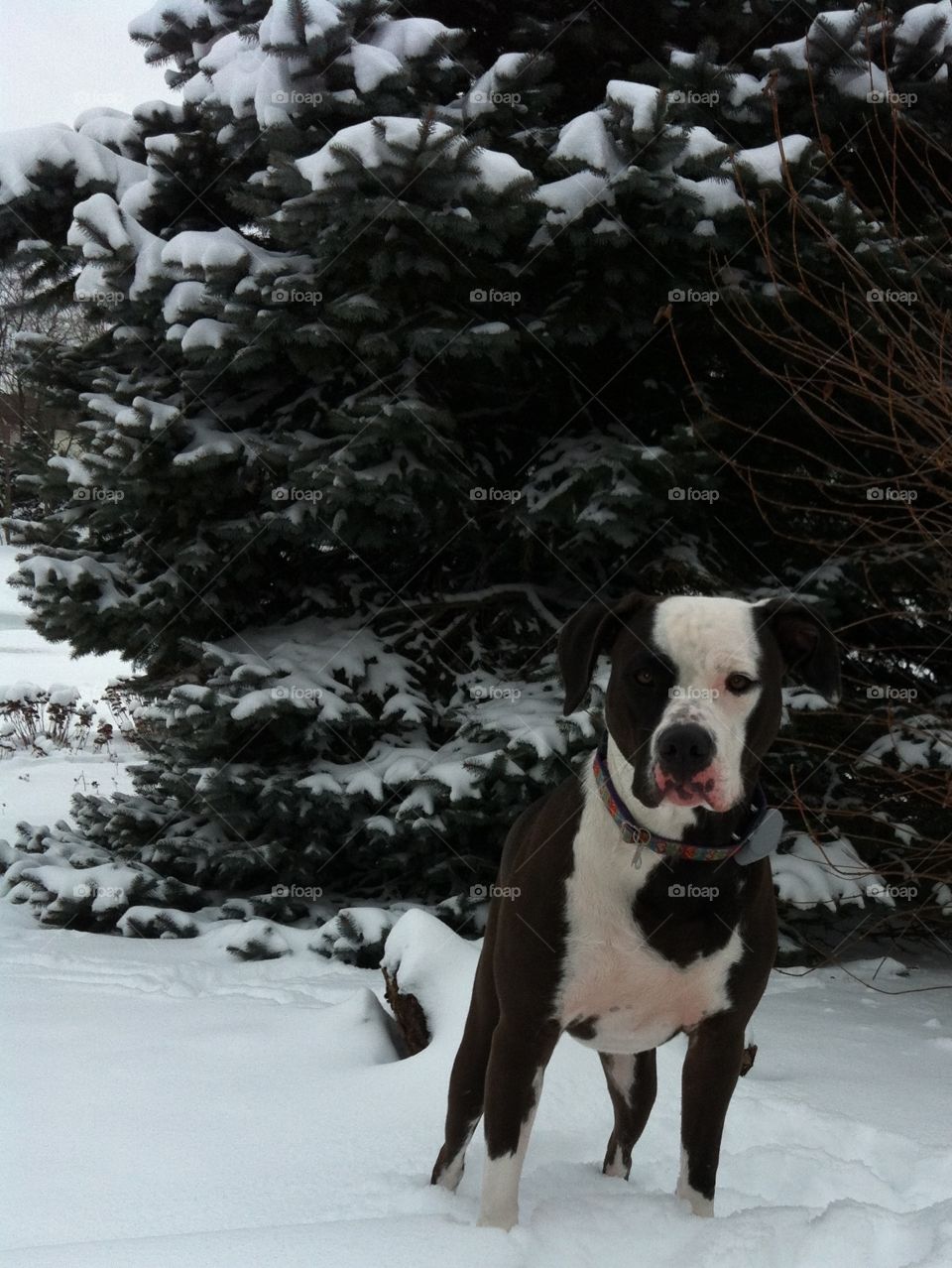Pittie in the snow 