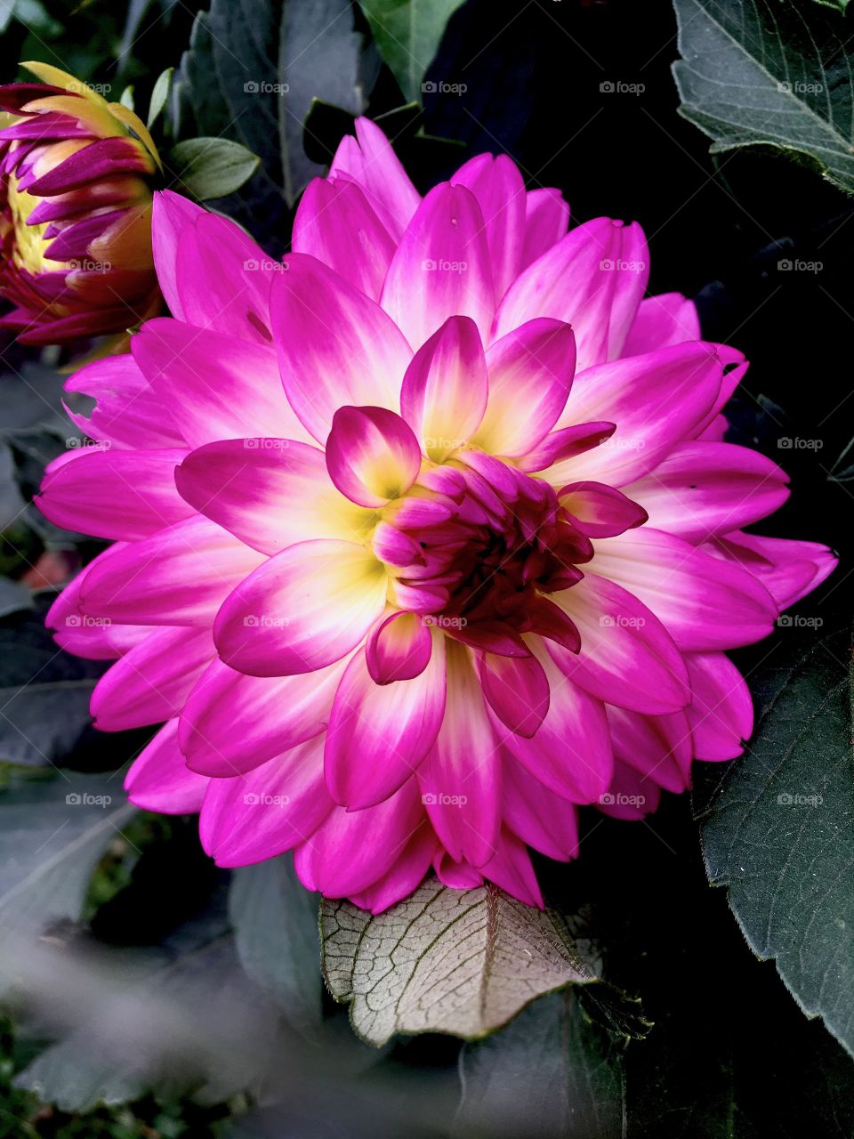 Bright pink flower