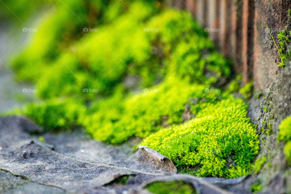 greens in the bottom of the wall