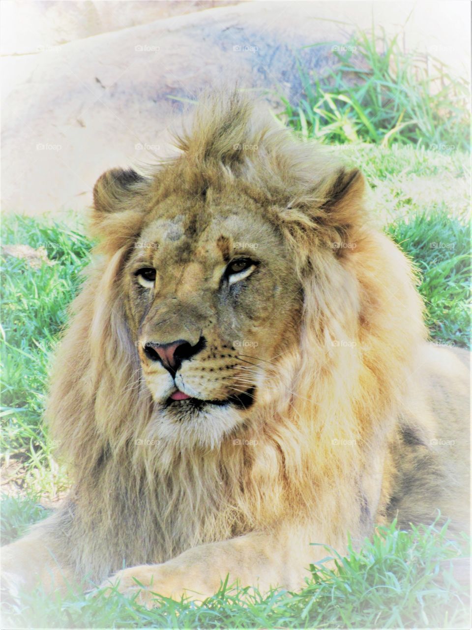 Male Lion (San Diego Wild Animal Park)