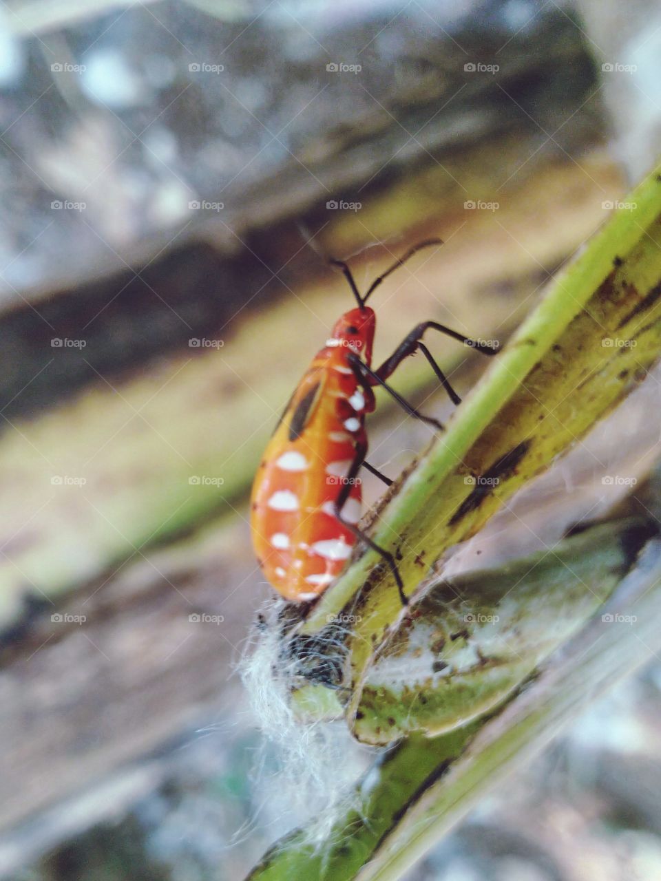 Mr. pucung insect is a pest for cotton plants