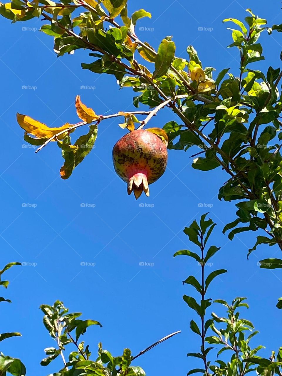 pomegranate is a symbol of love