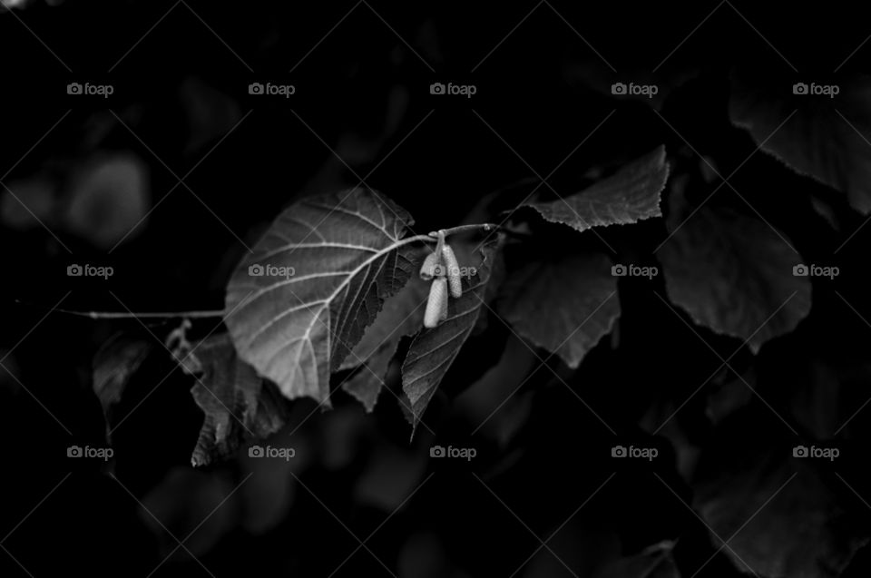 plants in black