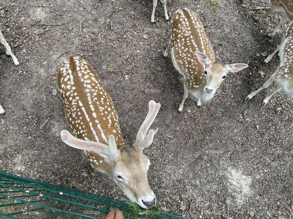 Deer’s 