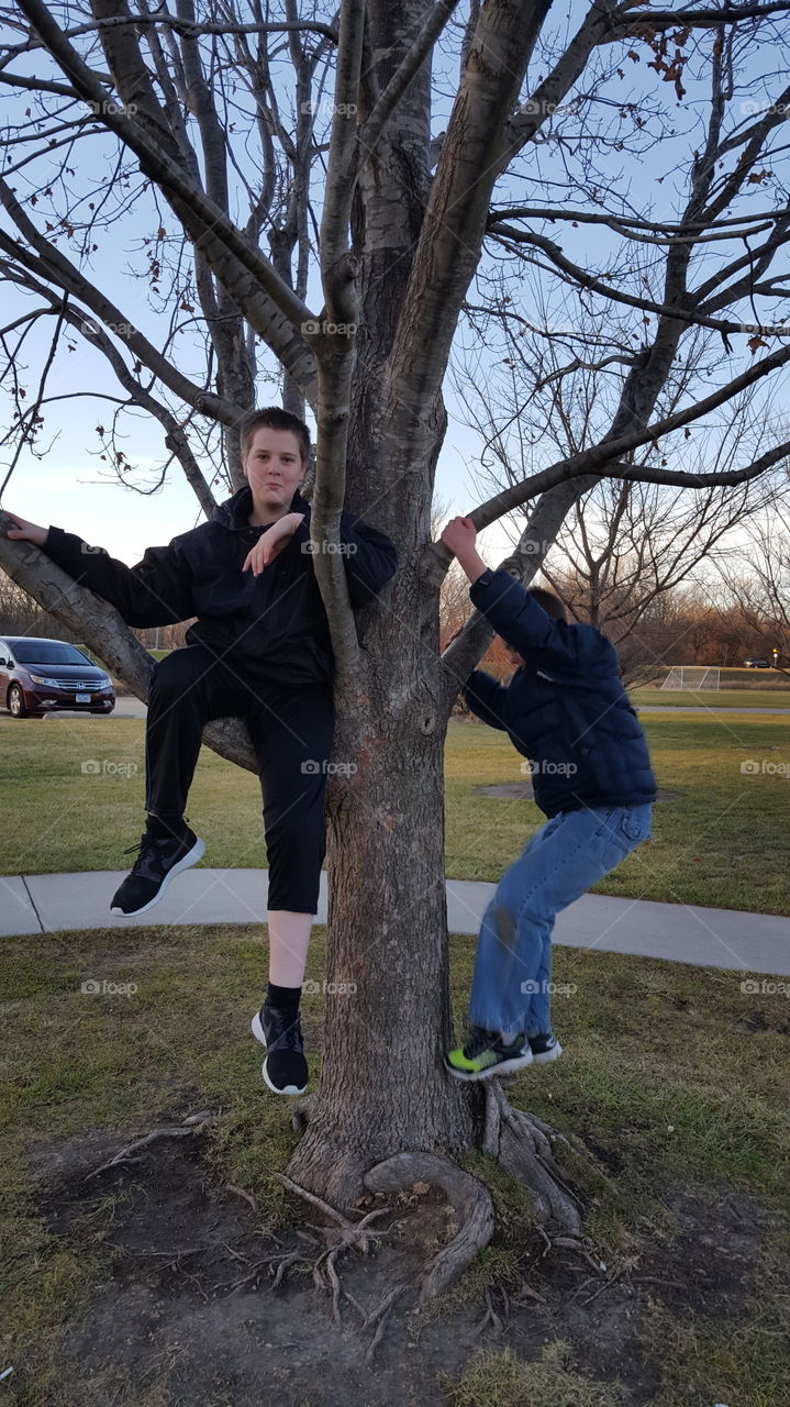 Boys in tree