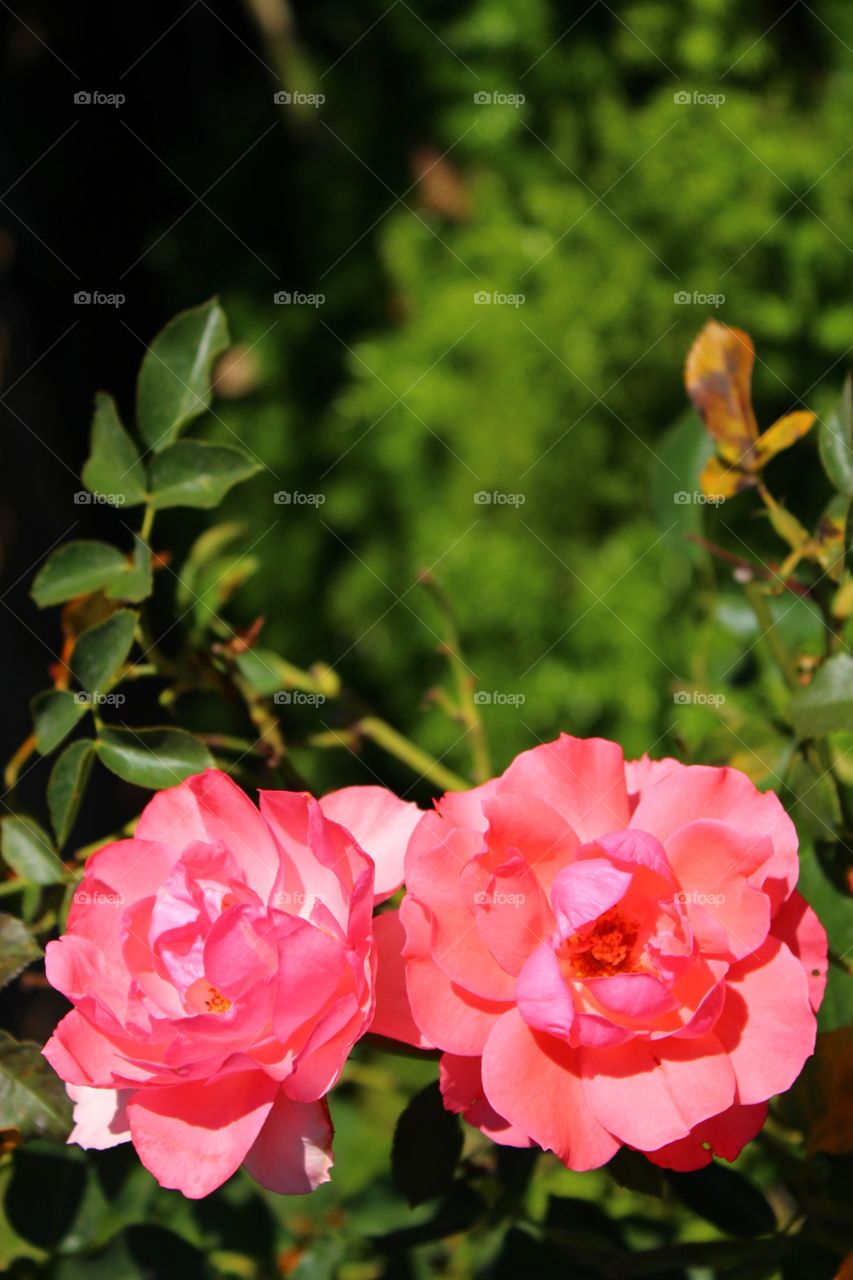 Flower, Garden, Flora, Nature, Rose