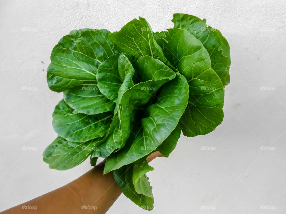 Holding Pak Choi