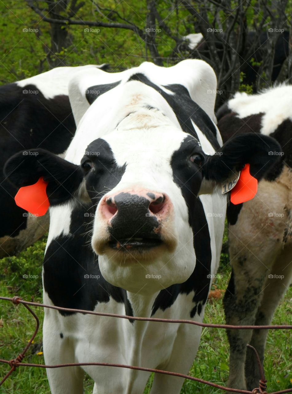 Smiling cow. cow smiling for the camera