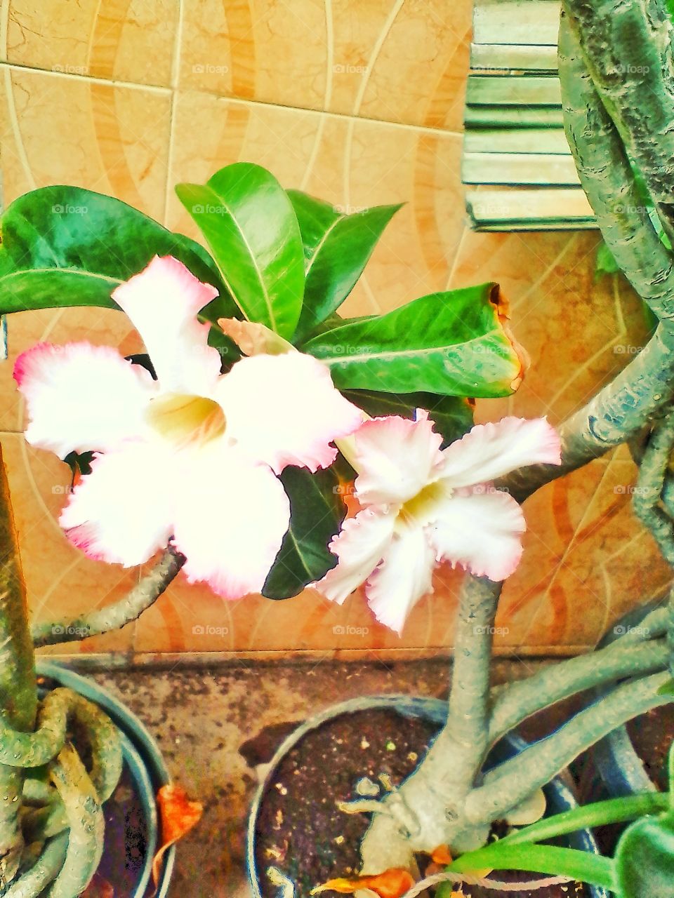 Bougainvillea flowers are white in a minimalist flower pot