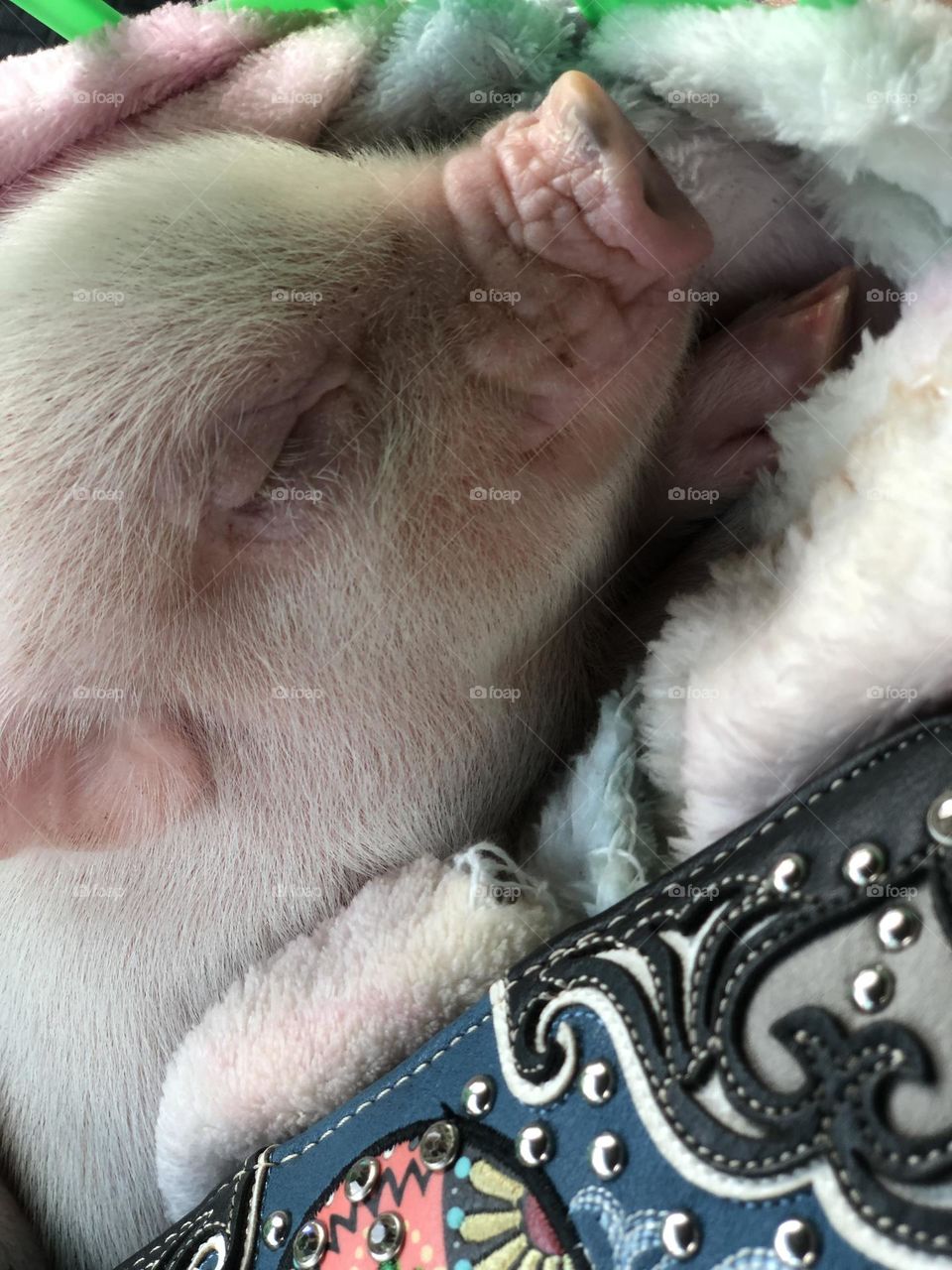 Sweet dreams little piglet. How sweet you are.