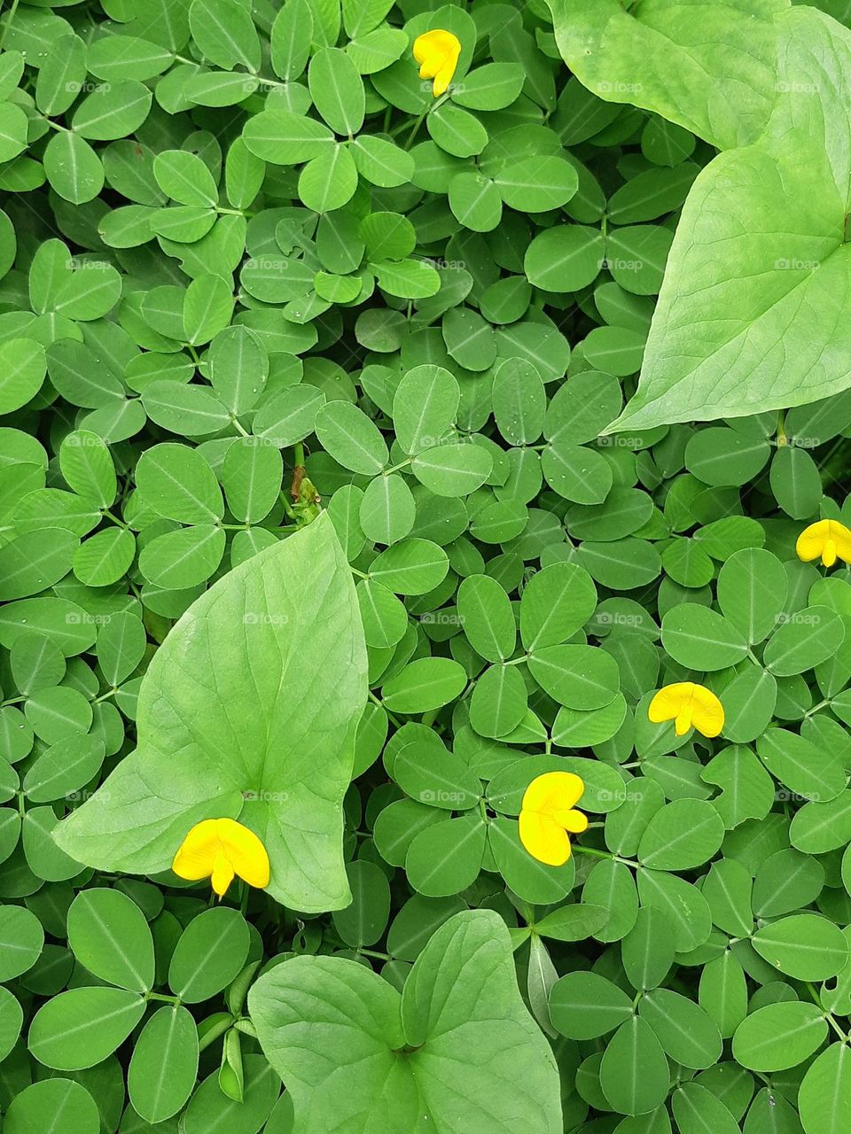 Close up of beautiful Arachis pintoi in the garden with natural background. Top view