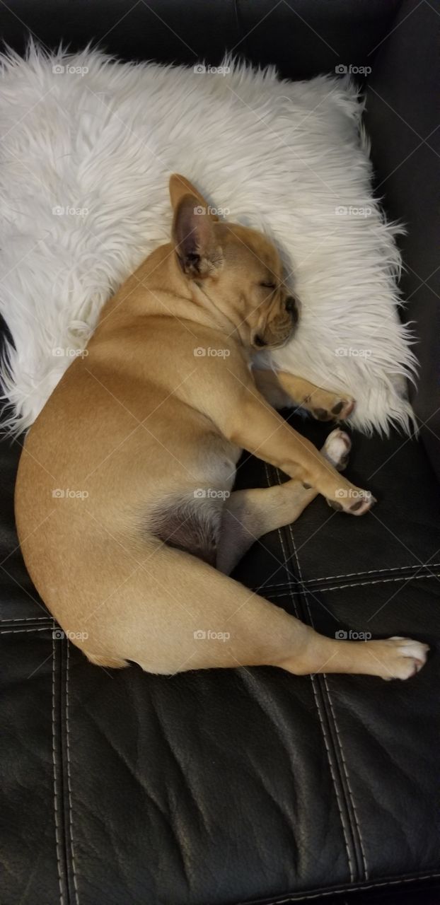 puppy sleeping on pillow